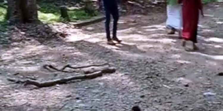 கடும் காற்றால் முறிந்து விழுந்த மரங்கள்!