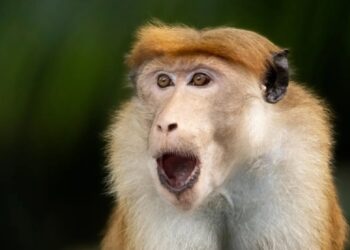 குரங்கு கூட்டம் கடிதத்தில் பெண்கள் காயம்!