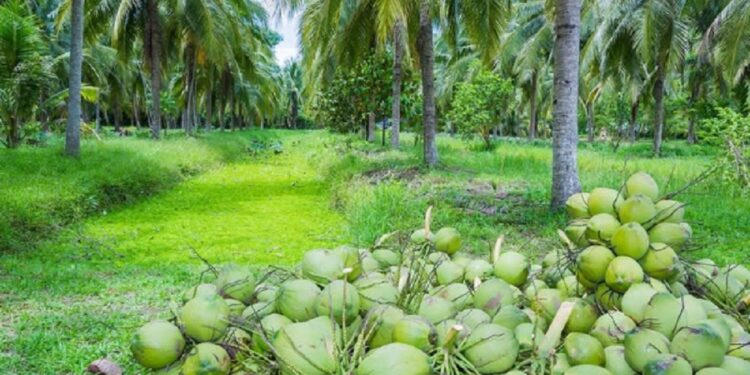 வட மாகாணத்தில் 16,000 ஏக்கர் நிலத்தில் தென்னைச் செய்கை!