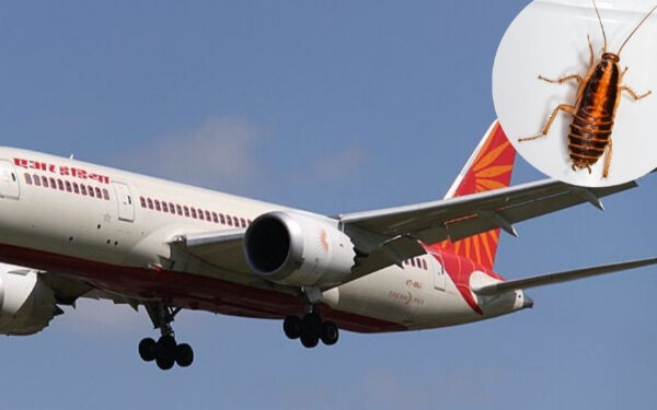 விமானத்தில் களோபரம் செய்த கரப்பான் பூச்சிகள்!