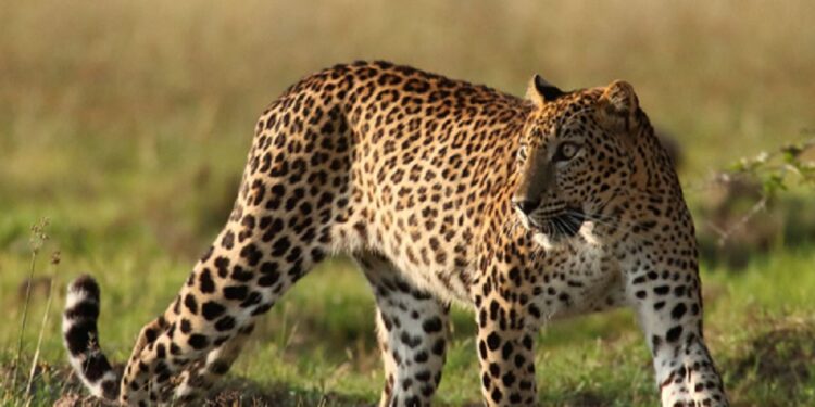 தோல் உரிக்கப்பட்ட சிறுத்தையின் சடலம் மீட்பு!