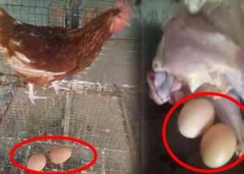 இரண்டு முட்டை போடும் கோழியை கொன்ற நபர்!