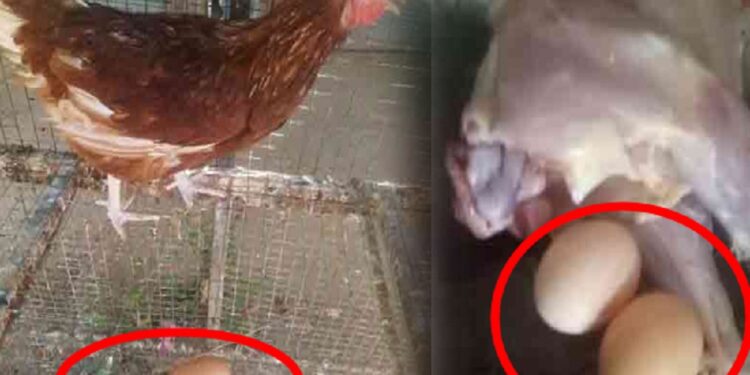 இரண்டு முட்டை போடும் கோழியை கொன்ற நபர்!