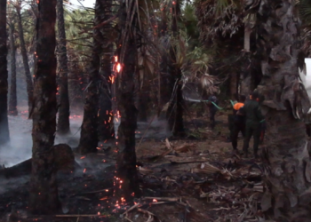 யாழில் நூற்றுக் கணக்கான பனை மரத்திற்கு தீ வைத்த விஷமிகள்!