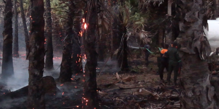 யாழில் நூற்றுக் கணக்கான பனை மரத்திற்கு தீ வைத்த விஷமிகள்!