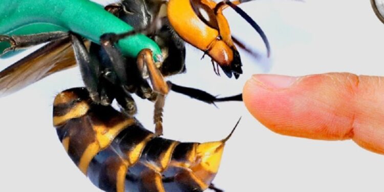 குழவிக் கொட்டுக்கு இலக்கான நபர் மரணம்!