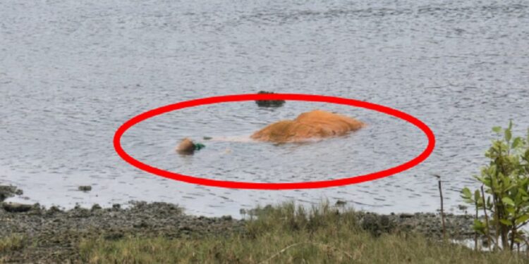 யாழ் தொண்டமனாறு கடல் நீரேரியில் மீட்க்கப்பட்ட பெண்ணின் சடலம் தொடர்பில் வெளியான மற்றுமோர் தகவல்!