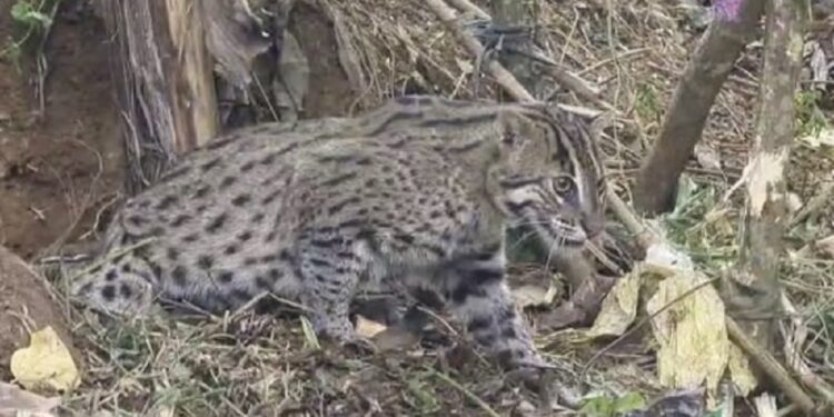 சிக்கிய சிறுத்தை குட்டியால் மக்கள் அதிர்ச்சி!