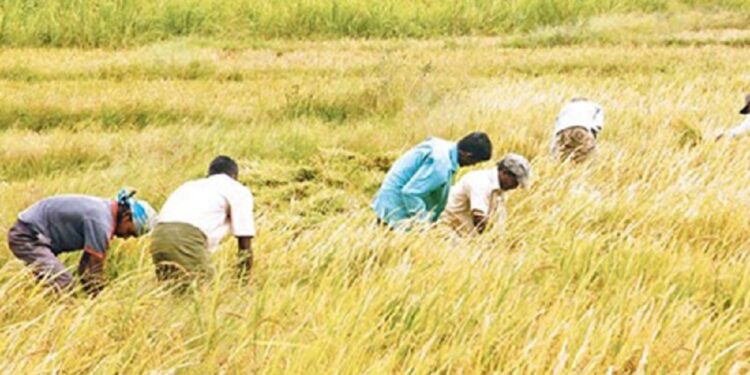 நெல்லின் விலையில் பாரிய வீழ்ச்சி!