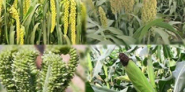 நாட்டில் தானிய செய்கைக்கான காப்பீட்டுத் திட்டம்