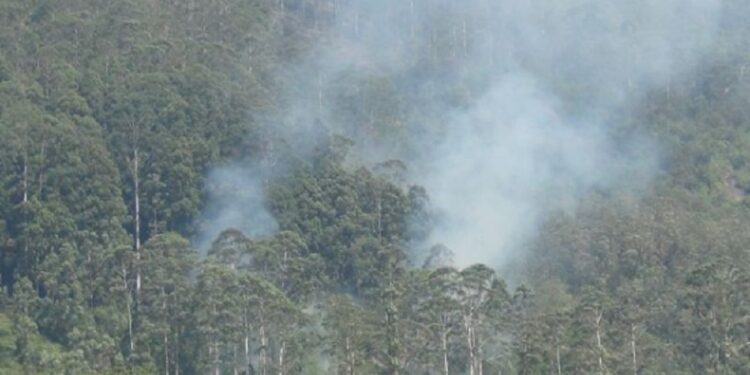 வனப் பகுதியில் தீ விபத்து !