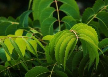 சுகரை கட்டுக்குள் வைக்கும் வேப்பிலை!