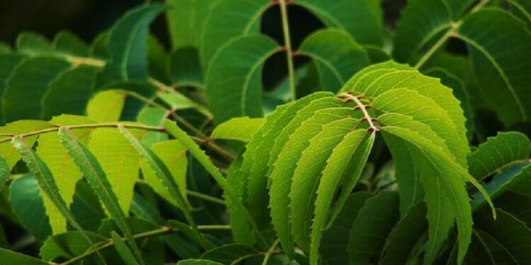 சுகரை கட்டுக்குள் வைக்கும் வேப்பிலை!