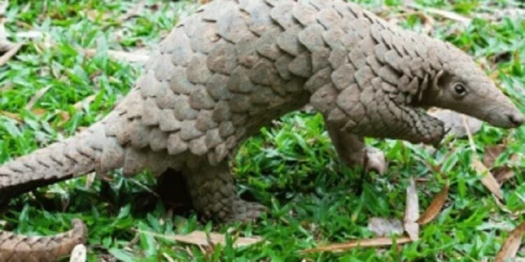 எறும்புண்ணி இறைச்சியுடன் ஒருவர் கைது