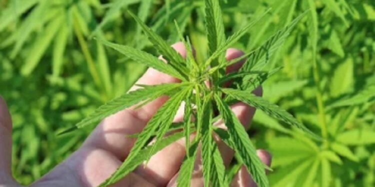 வெளிநாட்டவருக்கு கஞ்சா பயிர் செய்கை அனுமதி தொடர்பில் மருத்துவ சங்கம் எதிர்ப்பு!