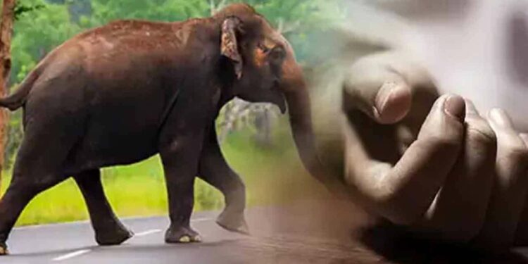 யானை தாக்கியதில் பலியான இளம் தாய்!