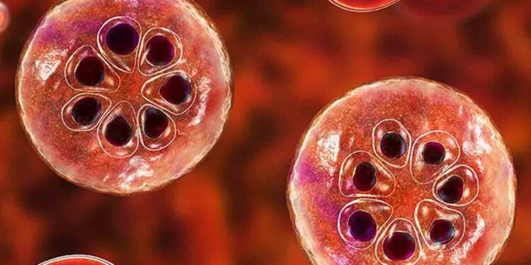 மீண்டும் நாட்டில் மலேரியா!