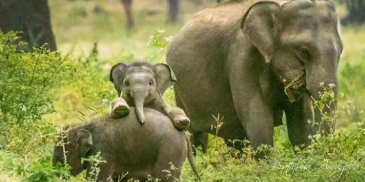 வெடிமருந்தை உட்க்கொண்ட யானைக் குட்டி!