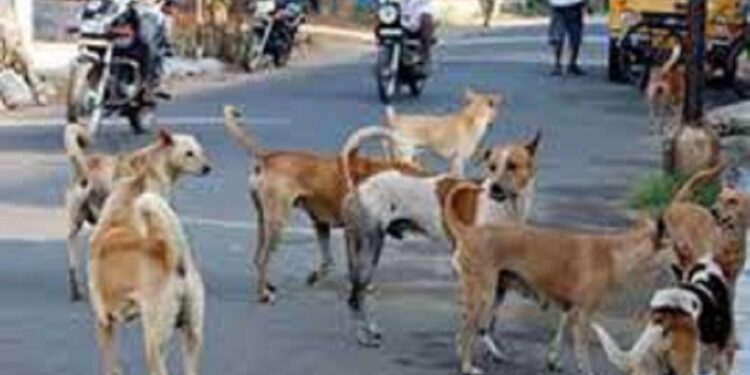 கட்டாக்காலி நாய்களால் பாதிக்கப்படும் சுற்றுலா பயணிகள்!