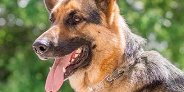 வளர்ப்பு நாயை கொடூரமாக தாக்கிய இளைஞன்