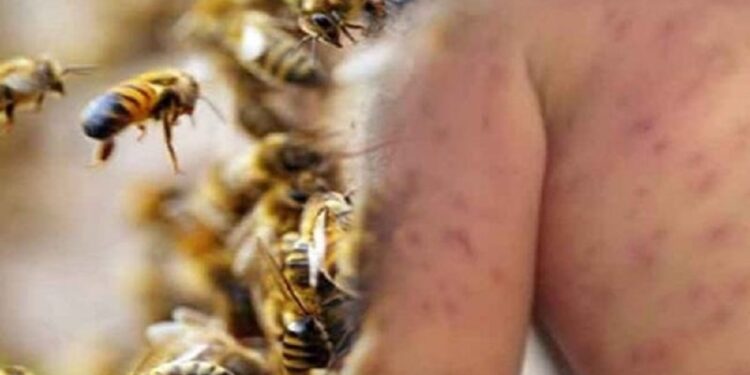 குளவிக் கொட்டுக்கு இலக்கான 14 பேர் வைத்தியசாலையில்