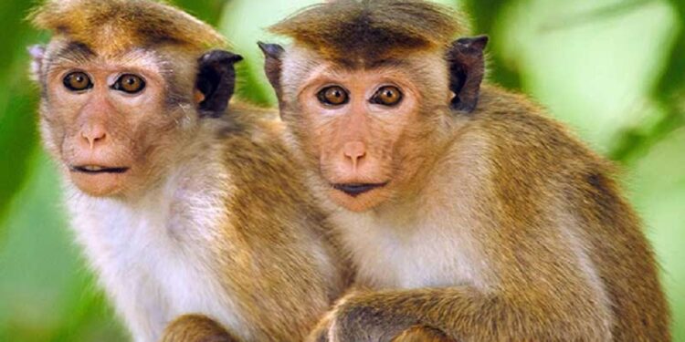 பொலநறுவையில் குரங்குகளால் பரவும் நோய் தொற்று!