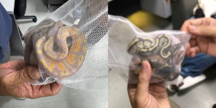 பாம்புகளை கடத்திய இலங்கை பெண் கைது!