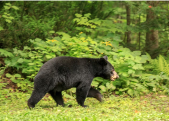 கனடாவில்  கரடி வேட்டையில் ஈடுபட்டவர்களுக்கு அபராதம்!