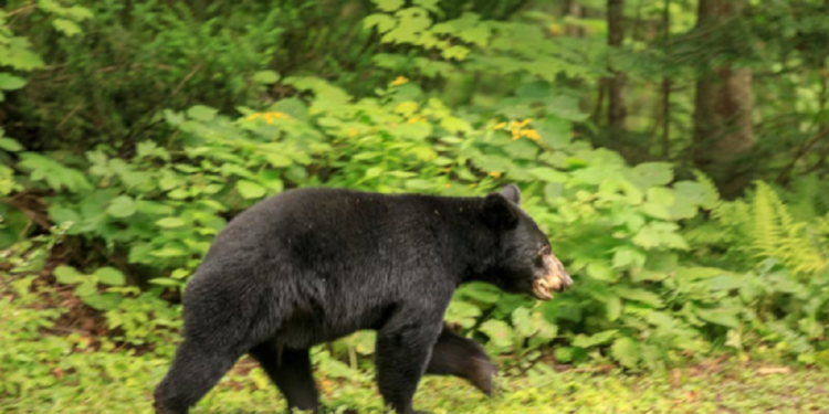 கனடாவில் கரடி வேட்டையில் ஈடுபட்டவர்களுக்கு அபராதம்!