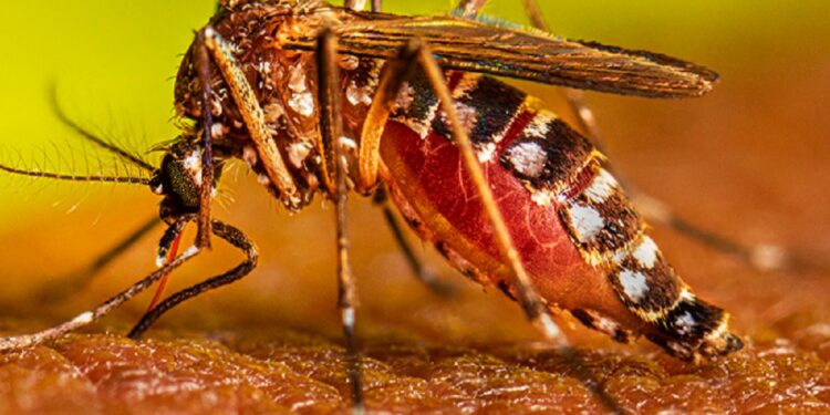 நாட்டில் மீண்டும் தலைதூக்கும் டெங்கு!