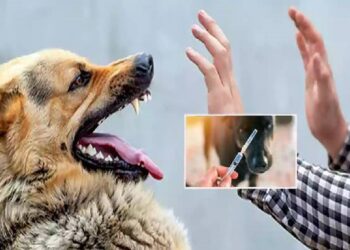 நாய் கடிப்பதால் ஏற்ப்படும் அபாயம்!