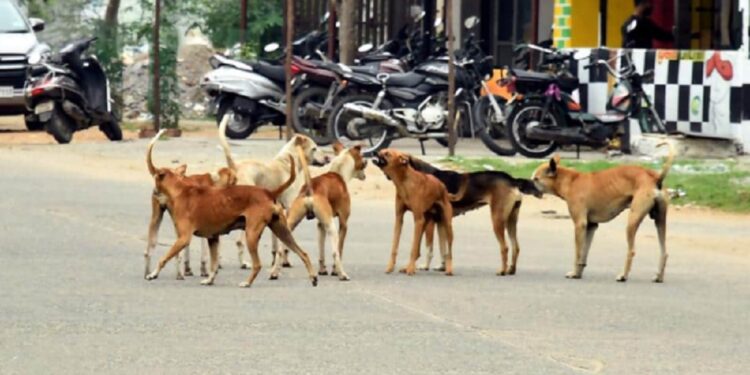 வடக்கில் கட்டாக்காலி நாய்களை கட்டுப்படுத்த விசேட நடவடிக்கை!
