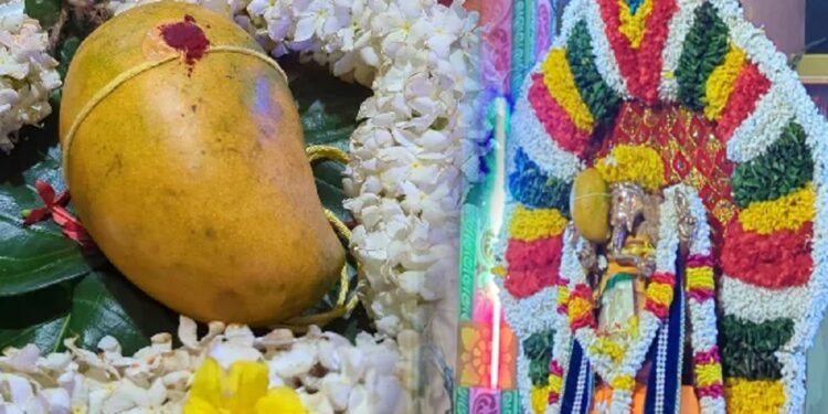 ஆலய திருவிழாவில் 220,000 ரூபாய்க்கு ஏலம் போன மாம்பழம்