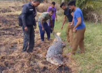 ரயிலில் மோதிய முதலை!