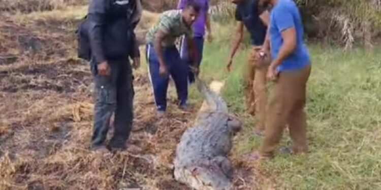 ரயிலில் மோதிய முதலை!