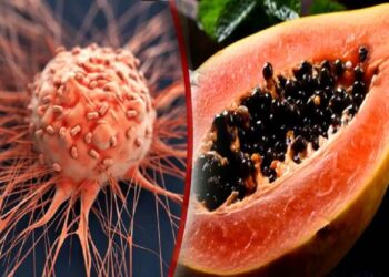 புற்றுநோய் செல்களின் வளர்ச்சியை குறைக்கும் பழம்