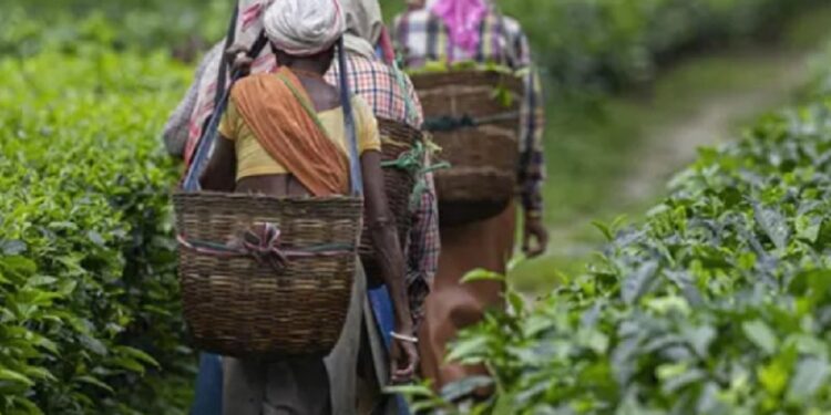 பெருந்தோட்ட தொழிலார்களுக்கான சம்பள உயர்வு தொடர்பில் வெளியாகிய செய்தி!