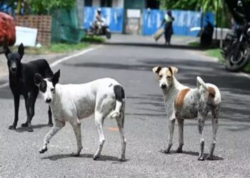 யாழில் நாய் பிடித்து தருபவர்களுக்கு சன்மானம்!