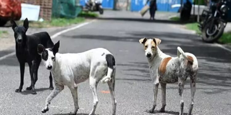 யாழில் நாய் பிடித்து தருபவர்களுக்கு சன்மானம்!