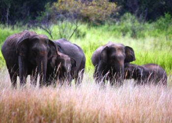 இறந்த நிலையில் மீட்க்கப்பட்ட யானைக் குட்டி!