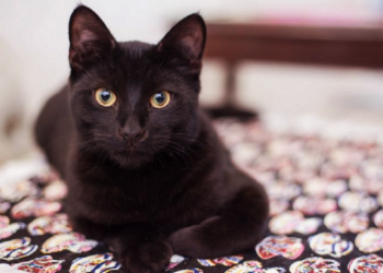 வீட்டிற்கு பூனை அடிக்கடி பூனை வந்தால் என்ன அர்த்தம் தெரியுமா?