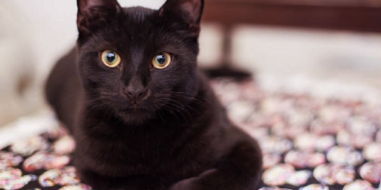 வீட்டிற்கு பூனை அடிக்கடி பூனை வந்தால் என்ன அர்த்தம் தெரியுமா?