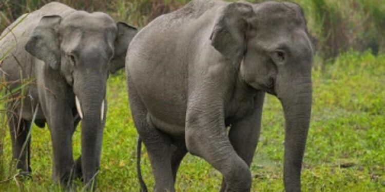 சட்டவிரோத மின் வேலியில் யானையை கொன்றவர்கள் கைது!