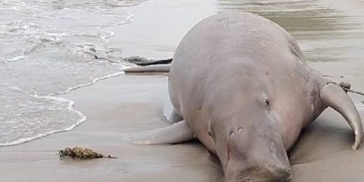 மன்னார் கடற்பரப்பில் கரையொதுங்கிய கடல் பசு!