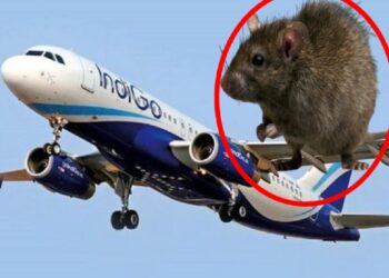 எலியால் தாமதமான விமான சேவை!