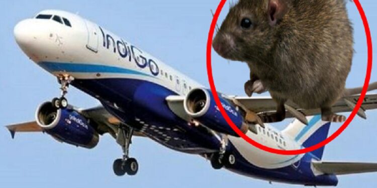 எலியால் தாமதமான விமான சேவை!