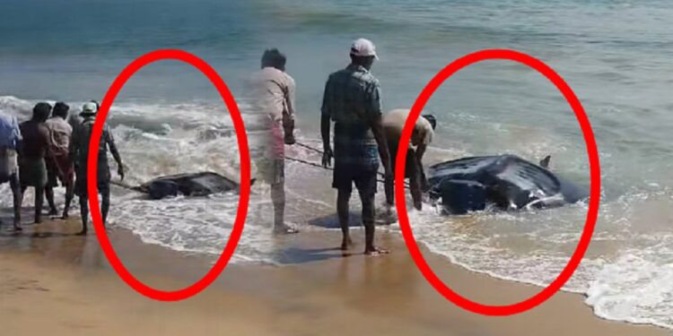 அம்பாறை மீனவர்களுக்கு கிடைத்த அதிஷ்டம் !