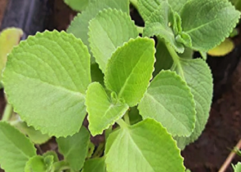 நாள்பட்ட நெஞ்சு சளியை போக்க!