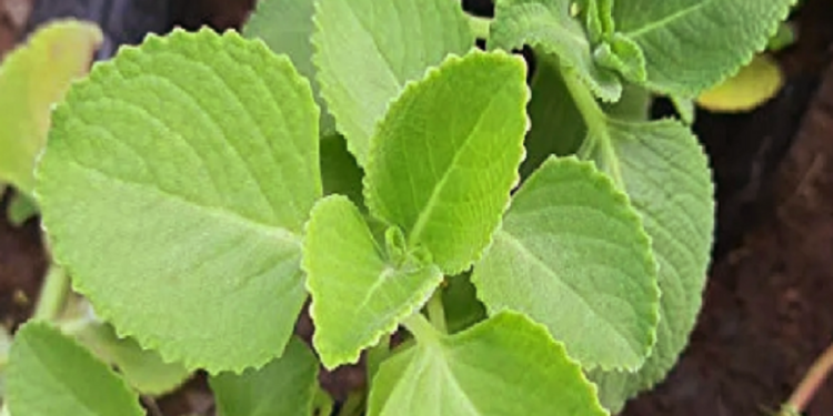 நாள்பட்ட நெஞ்சு சளியை போக்க!