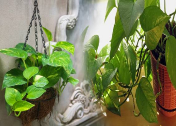 மணி பிளாண்ட் இந்த திசையில் மட்டும் வைத்திடாதீங்க